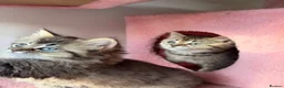 Mixed Breed cats for sale: looking for a new home, a new family!!! - Advert 21