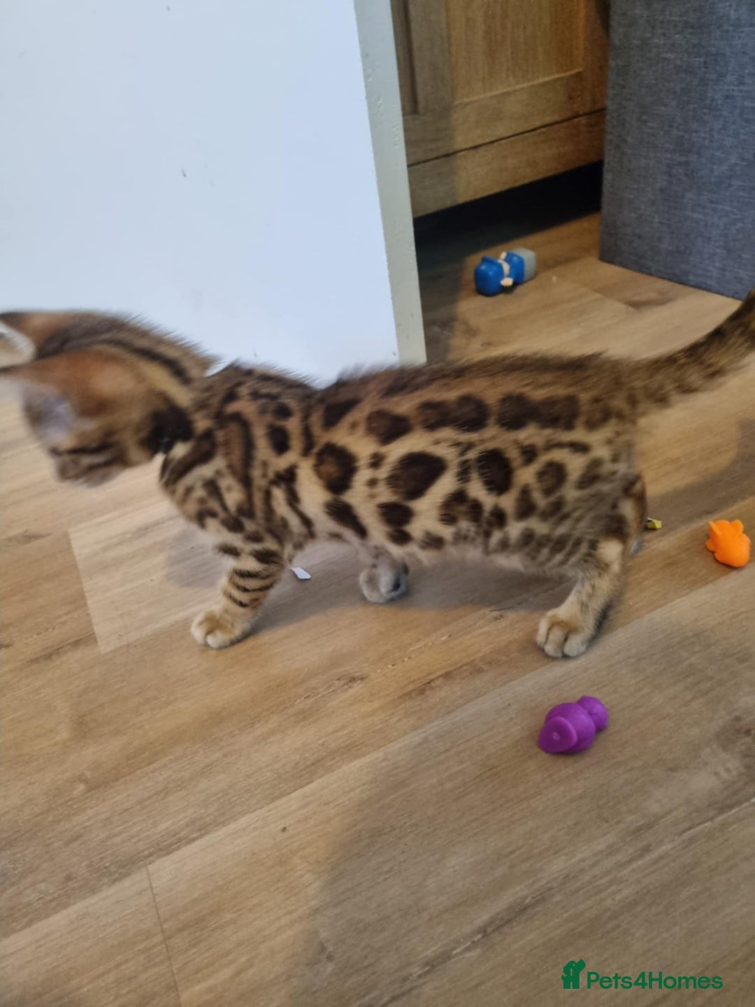 Bengal cats for sale: Quality bengal kittens TICA registered - Image 7
