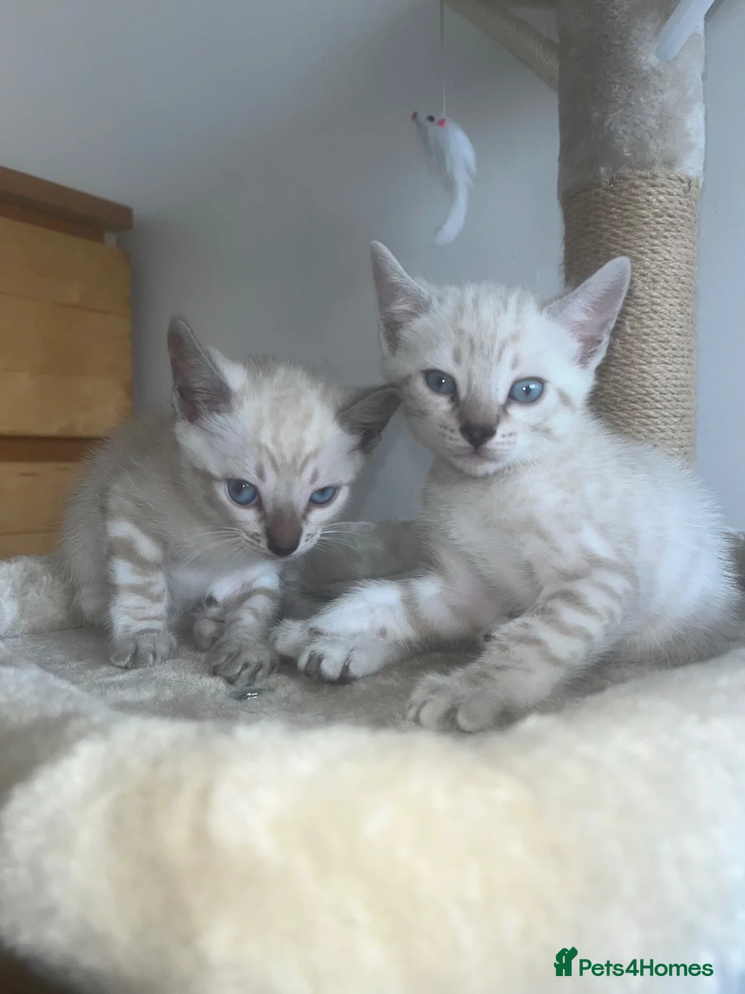 Bengal cats for sale: Snow Bengal Kittens For Sale Lynx & Charcoal Mink - Advert 2
