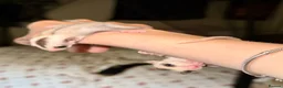 Sugar Glider rodents for sale: Two female sugar glider joeys - Advert 4