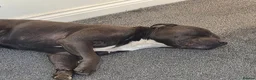 Staffordshire Bull Terrier dogs for stud: Archie  in Leeds - Advert 3