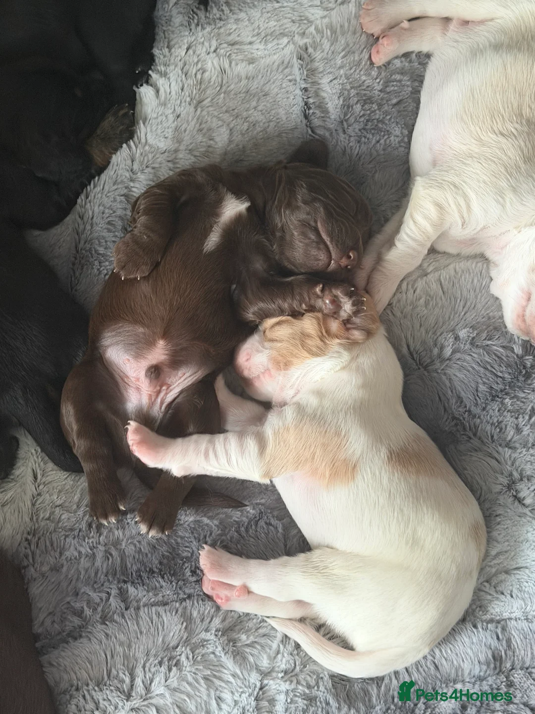 Sprocker dogs for sale: **** Adorable Sprocker Puppies  - Advert 4