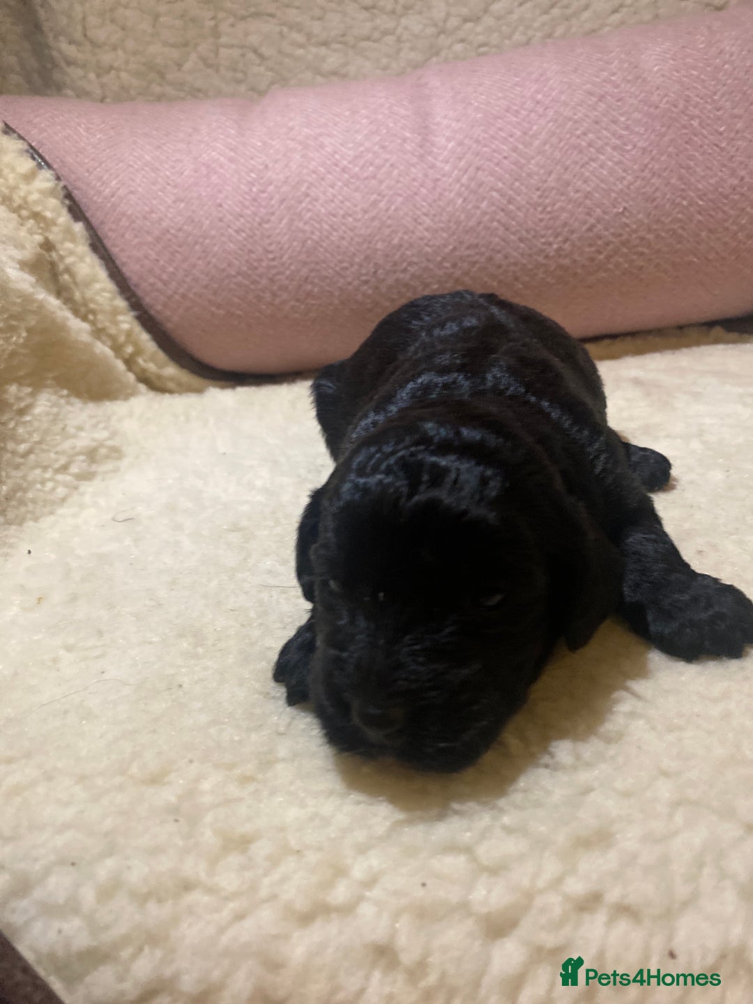 Cockapoo dogs for sale: Cockapoo pups  - Image 2