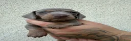Miniature Dachshund dogs for sale: Stunning Miniature Dachshund pups  - Advert 29