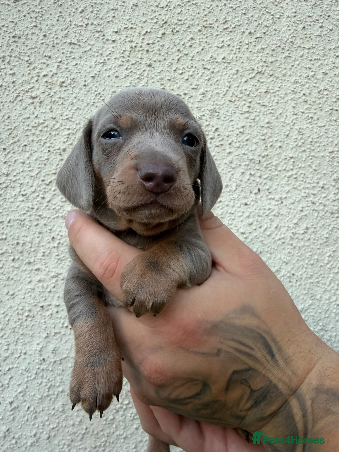 Miniature Dachshund dogs for sale: Stunning Miniature Dachshund pups  - Advert 29