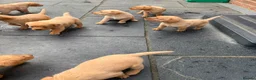 Labrador Retriever dogs for sale: Red Labrador puppies  - Advert 11