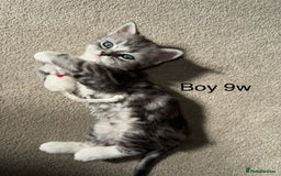 Mixed Breed cats for sale: Persian x Ragdoll kittens - Image 1