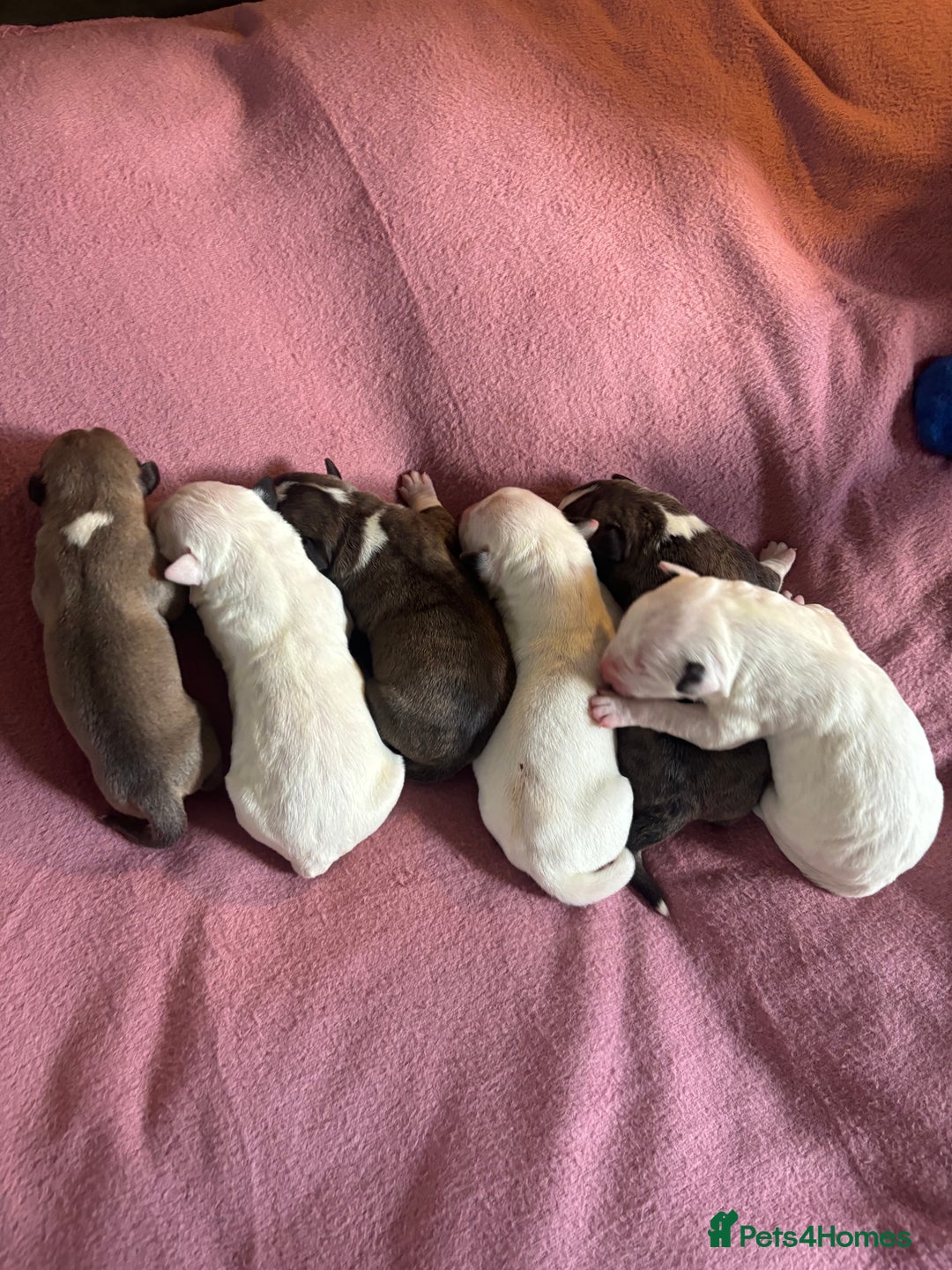 English Bull Terrier dogs for sale: English Bull Terrier male puppy  - Advert 13