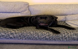 Mixed Breed dogs for sale: American pocket Corso - Image 35