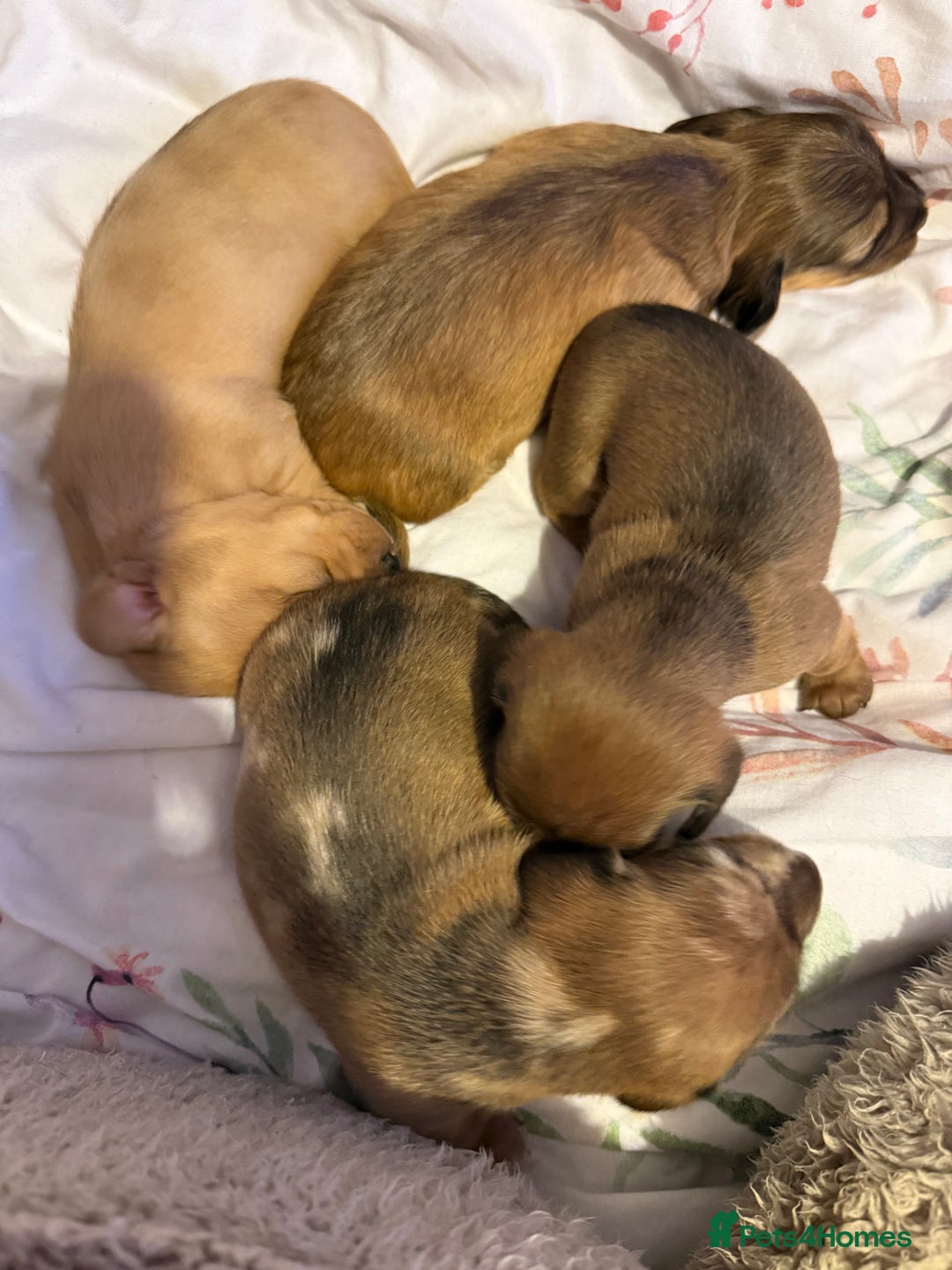 Miniature Dachshund dogs for sale: Four beautiful miniature dachshund  - Advert 13