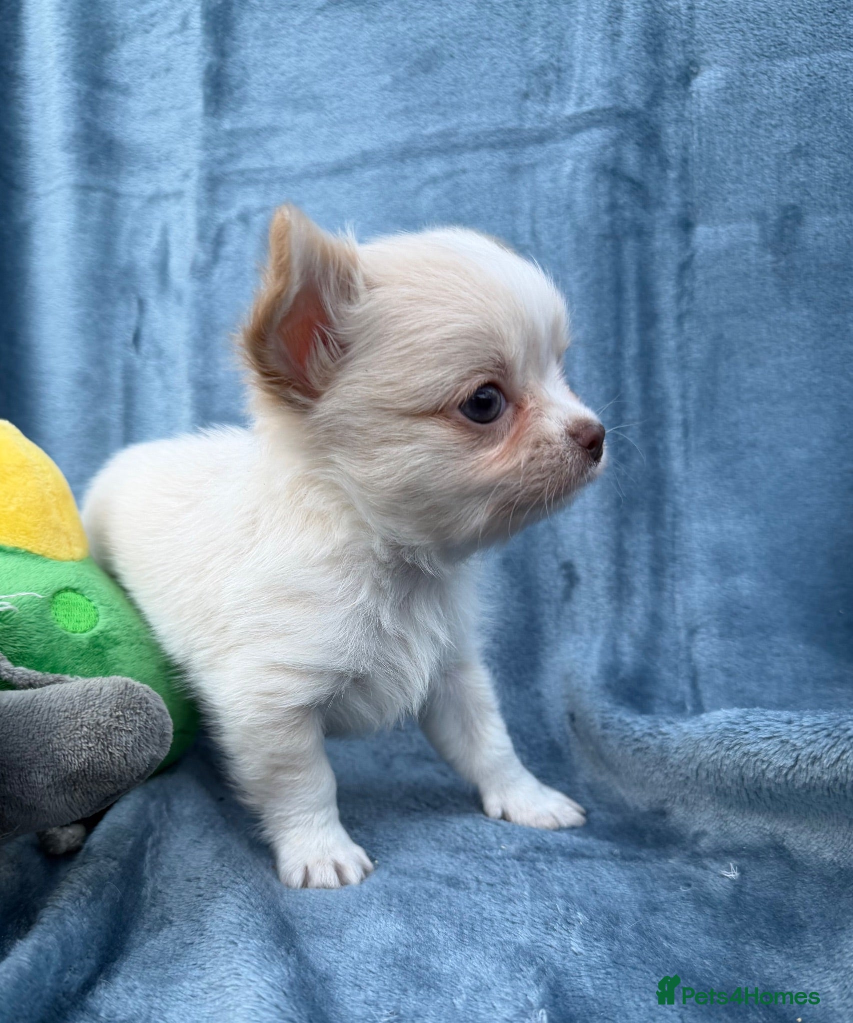 Chihuahua dogs 2 Gorgeous little long haired Chihuahua babies  - Advert 4