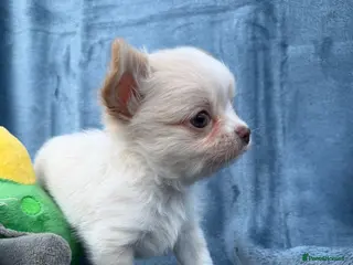 Chihuahua dogs 2 Gorgeous little long haired Chihuahua babies - Advert 2