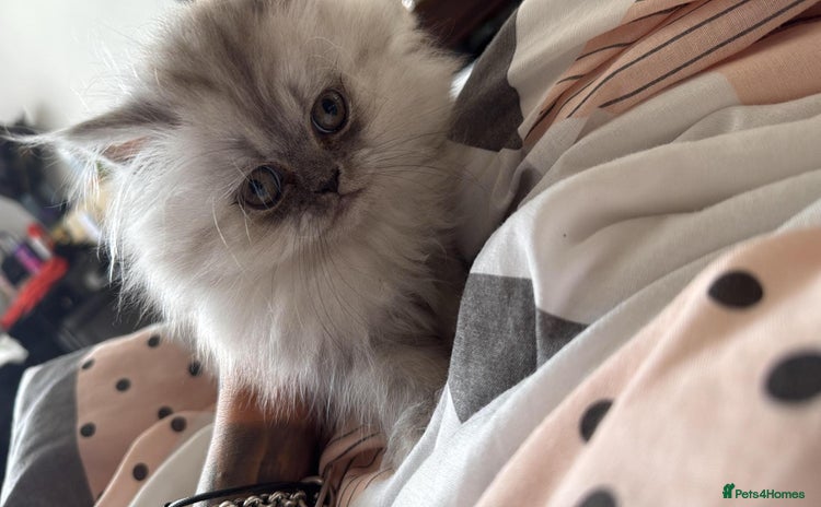 Persian cats - Advert 4