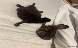 British Longhair cats for sale: Brown cat and tabby cat - Image 6