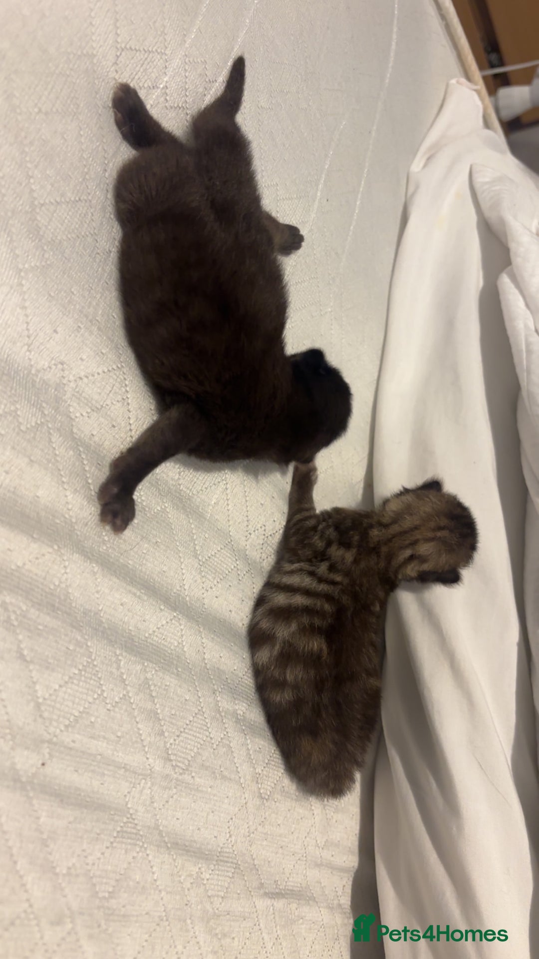 British Longhair cats for sale: Brown cat and tabby cat - Image 6