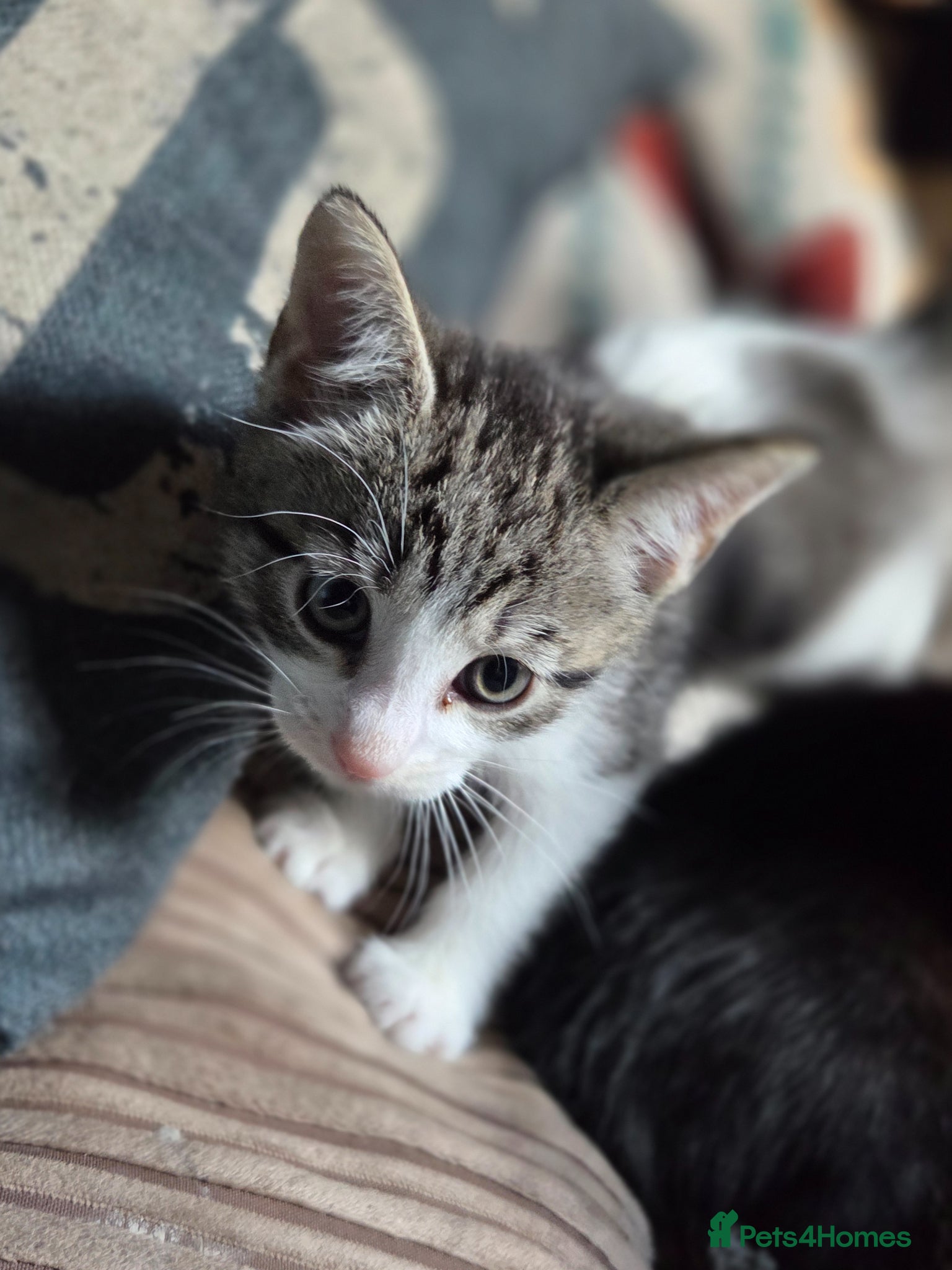 Mixed Breed Kitten 4
