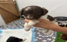 Bernedoodle dogs for sale: F1b St Berdoodle pups born 18/09 - Image 22
