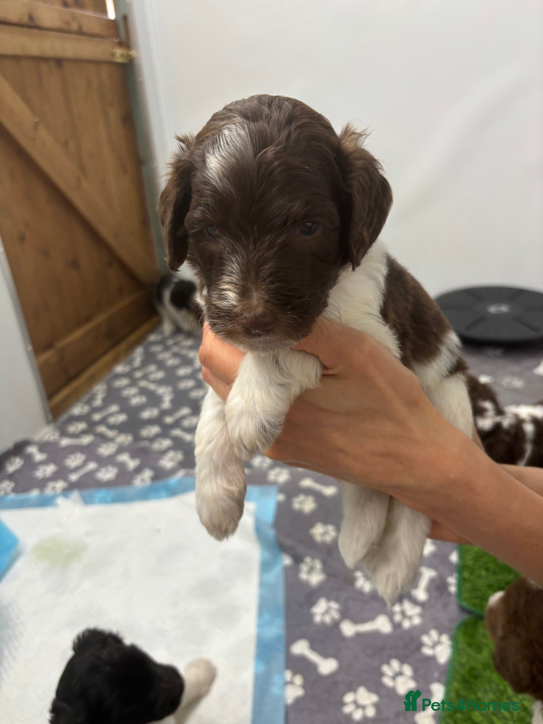 Bernedoodle dogs for sale: F1b St Berdoodle pups born 18/09 - Image 22