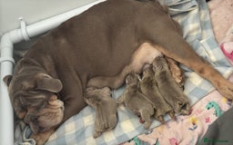 English Bulldog dogs for sale: English bulldog male pups for sale - Image 7
