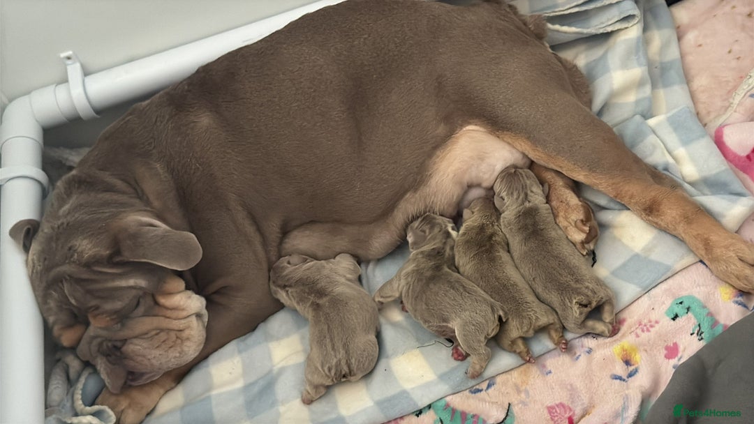 English Bulldog dogs for sale: English bulldog male pups for sale - Image 7