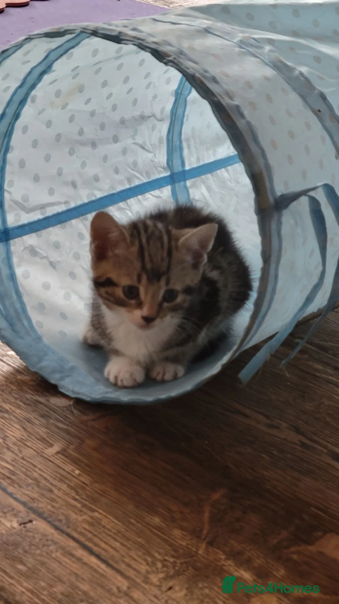 Mixed Breed cats for sale: 4 Adorable kittens looking for beautiful homes  - Advert 2