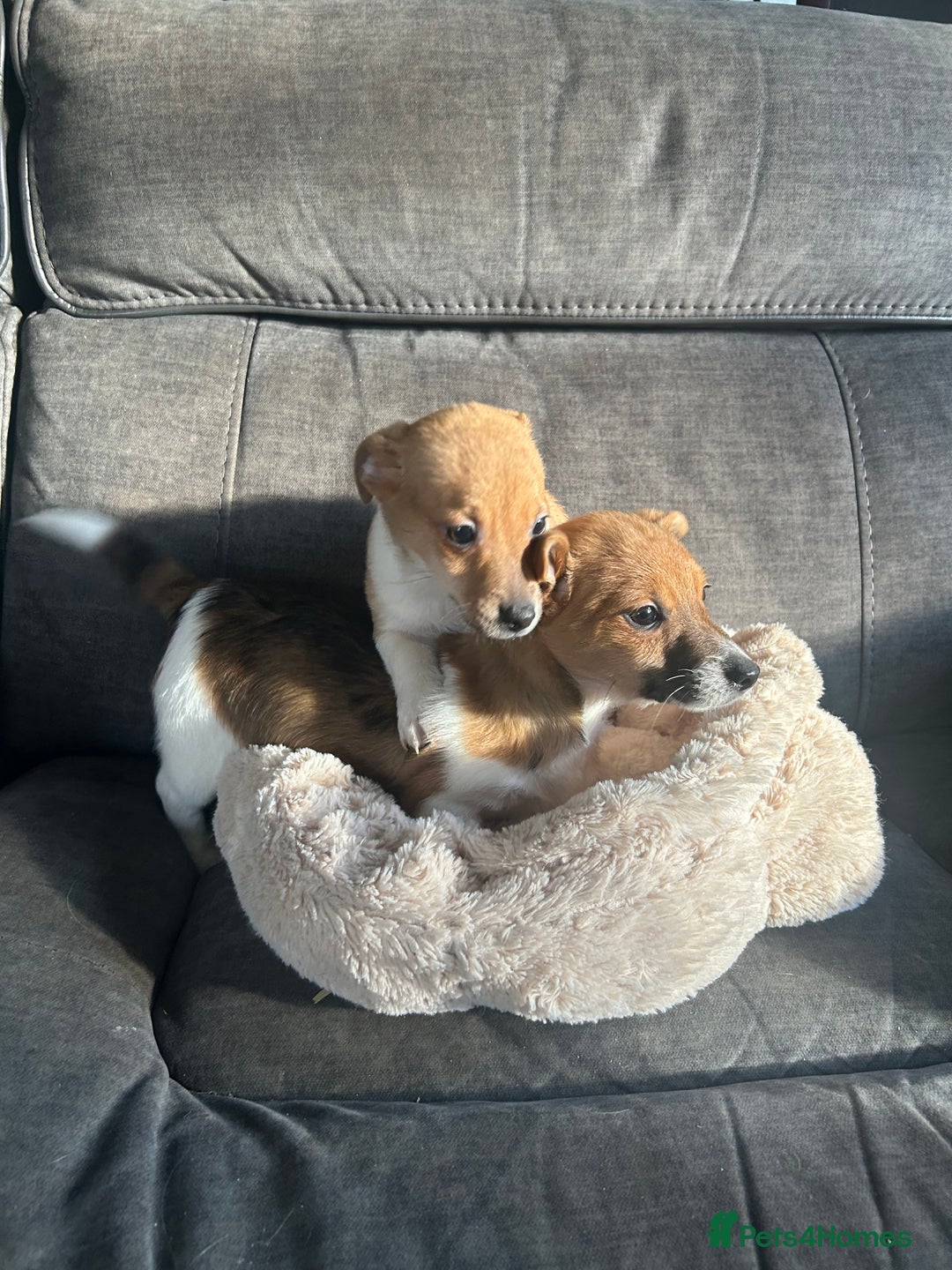 Jack Russell dogs for sale: Jack Russell pups  - Image 6