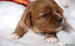 Cavalier King Charles Spaniel dogs for sale: 🌟Rare F1b Reverse Cavapoo(3/4 Cavalier1/4 Poodle) - Image 9