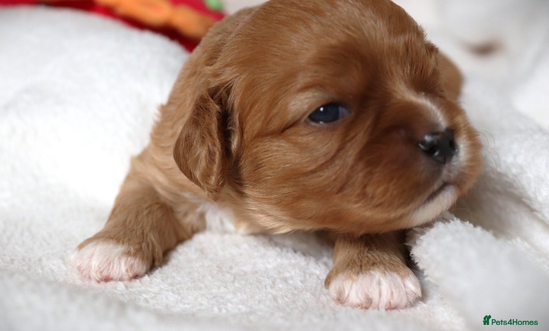 Cavalier King Charles Spaniel dogs for sale: 🌟Rare F1b Reverse Cavapoo(3/4 Cavalier1/4 Poodle) - Image 9