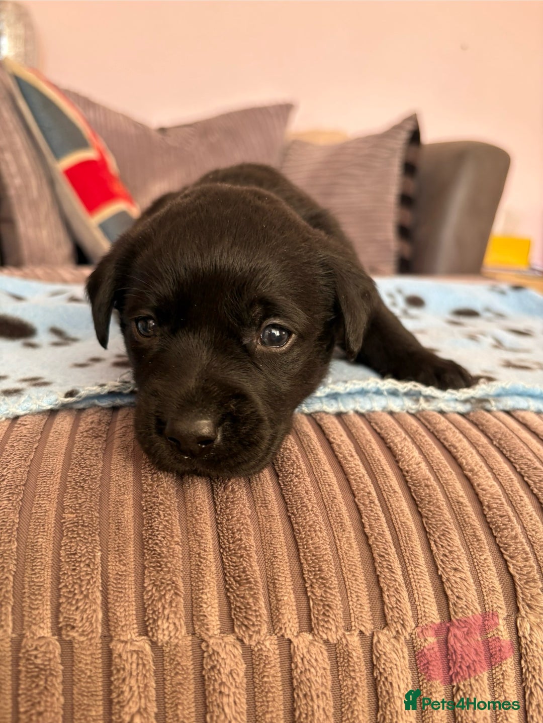 Labrador Retriever dogs for sale: Gorgeous chunky black lab pups🖤 - Advert 14