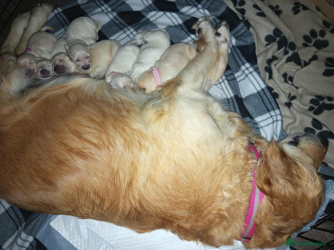 Golden Retriever dogs for sale: Golden Retriever Puppies - Mum & Dad family pets - Image 15