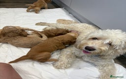 Cockapoo dogs for sale: Beautiful cockapoo pups - Image 11