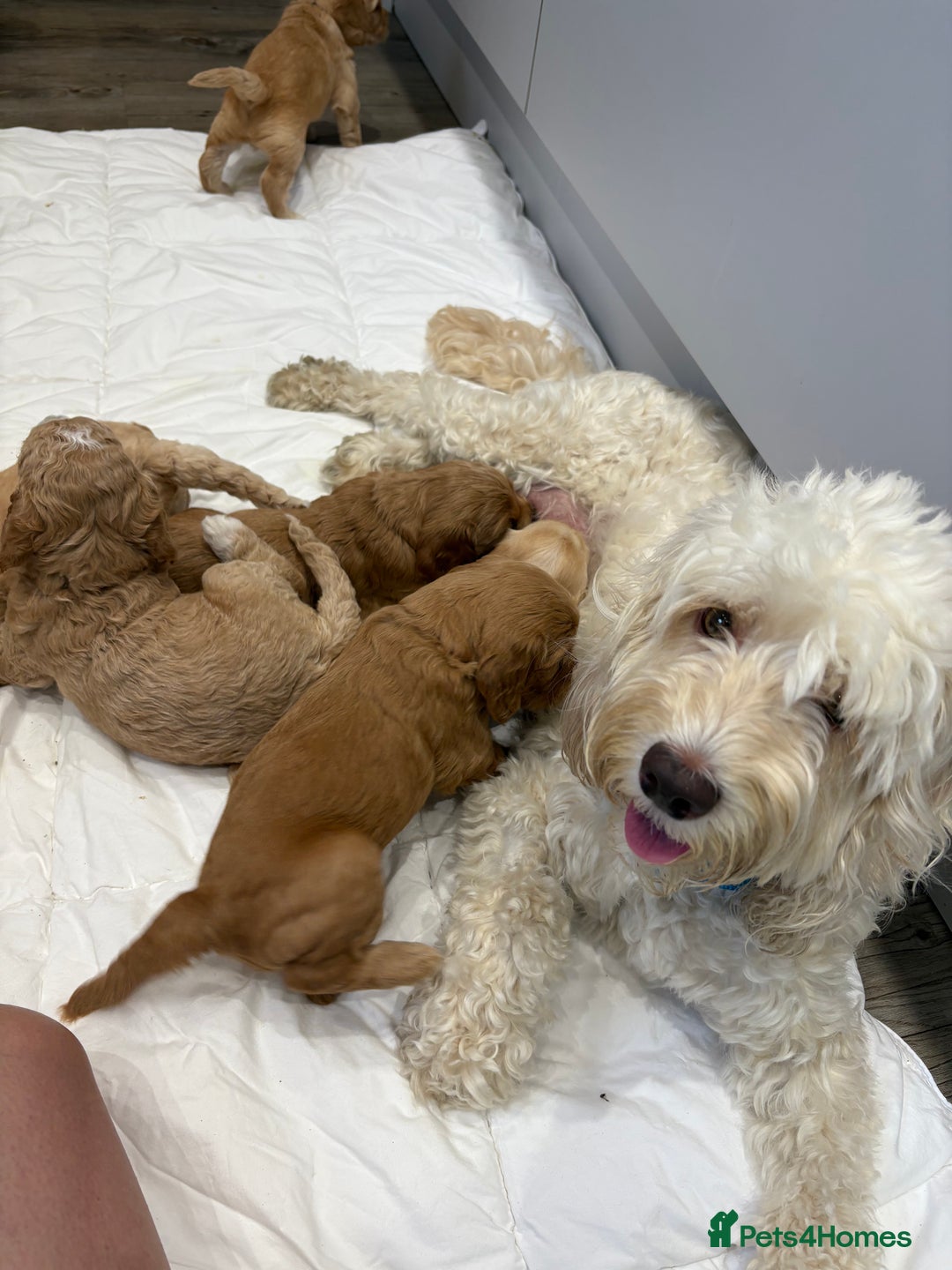 Cockapoo dogs for sale: Beautiful cockapoo pups - Image 11