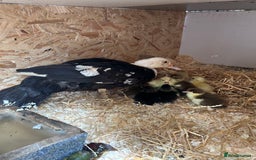Ducks poultry for sale: 10 Muscovy ducklings for sale  - Image 2