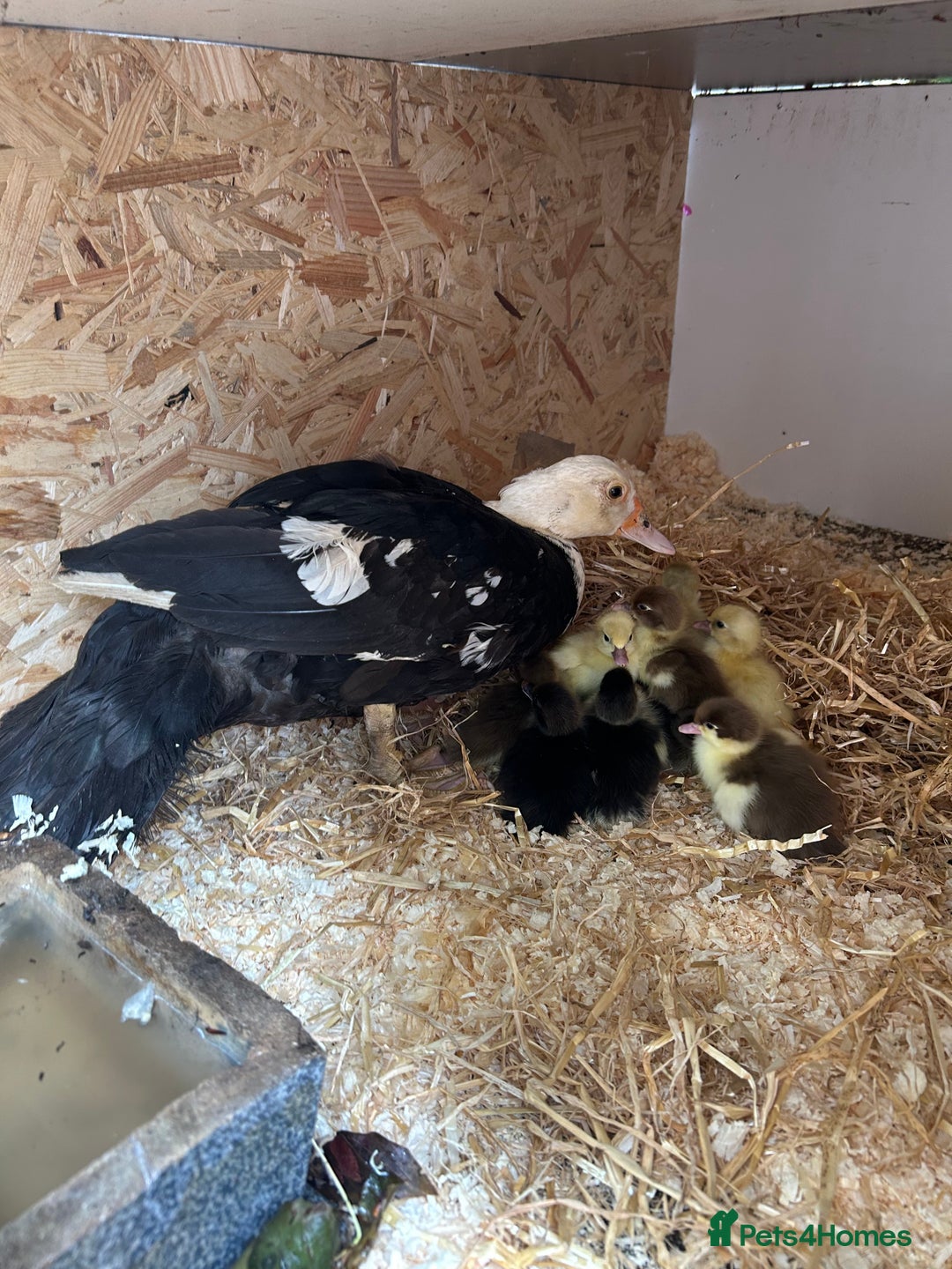 Ducks poultry for sale: 10 Muscovy ducklings for sale  - Image 2