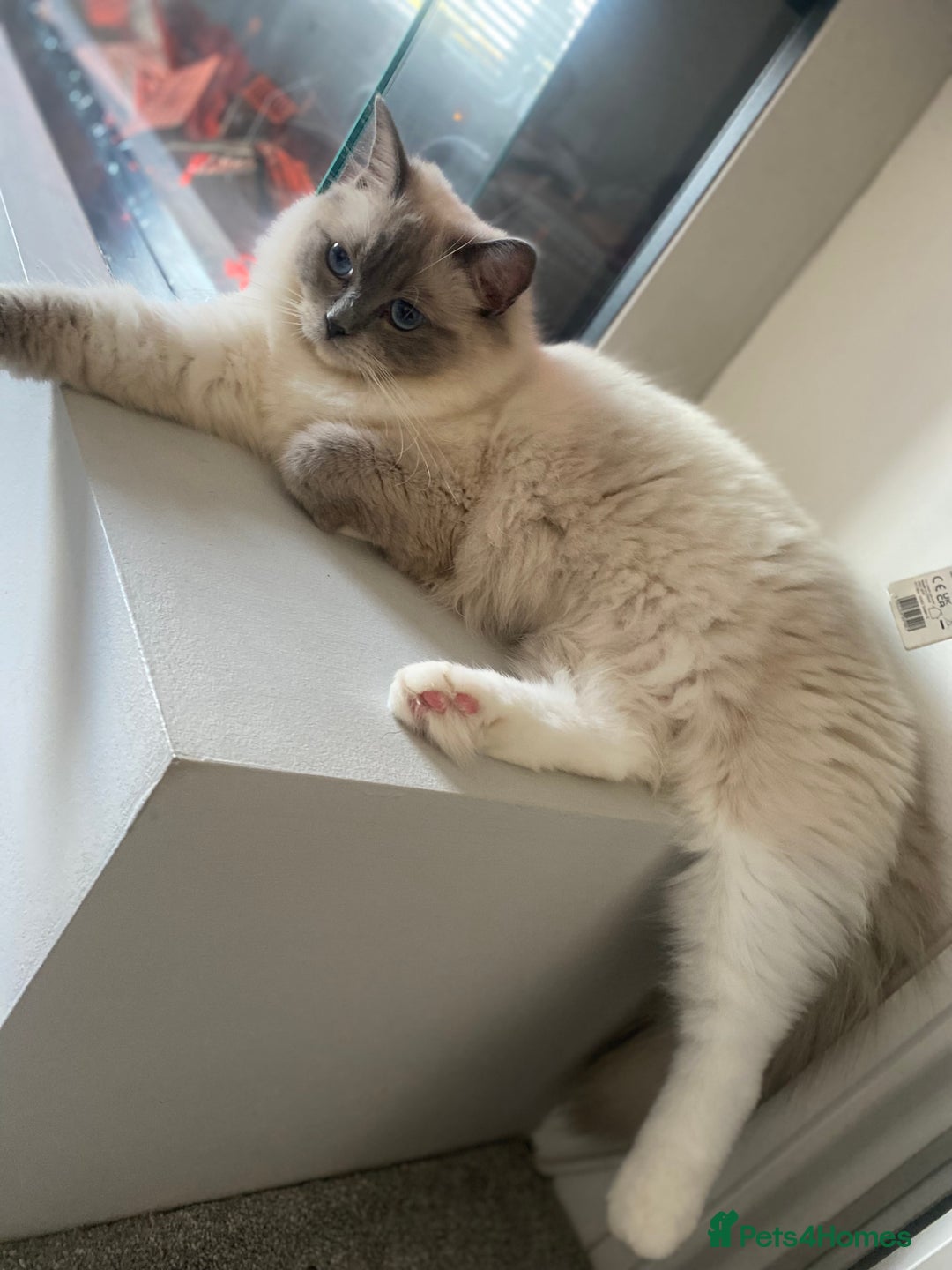 Ragdoll cats for sale: 😻waiting list open Ragdoll kittens due in 4weeks  - Advert 1