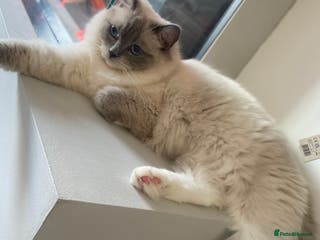 Ragdoll cats 😻waiting list open Ragdoll kittens due in 4weeks - Advert 1