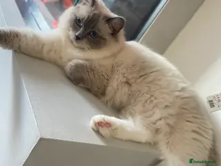 Ragdoll cats 😻waiting list open Ragdoll kittens due in 1 week - Advert 5