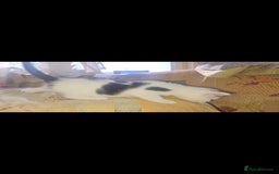 Mixed Breed cats for sale: kittens for sale  - Image 3