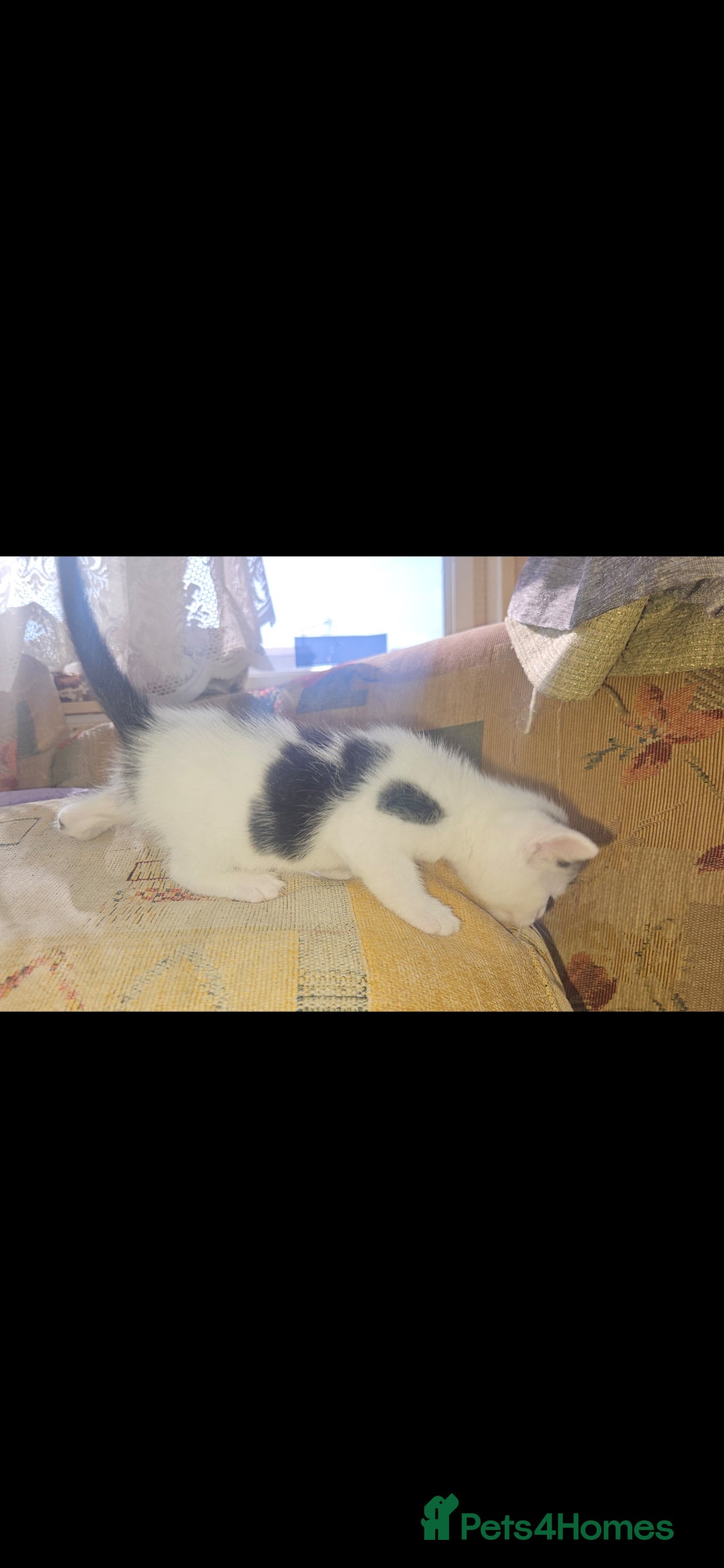 Mixed Breed cats for sale: kittens for sale  - Image 3