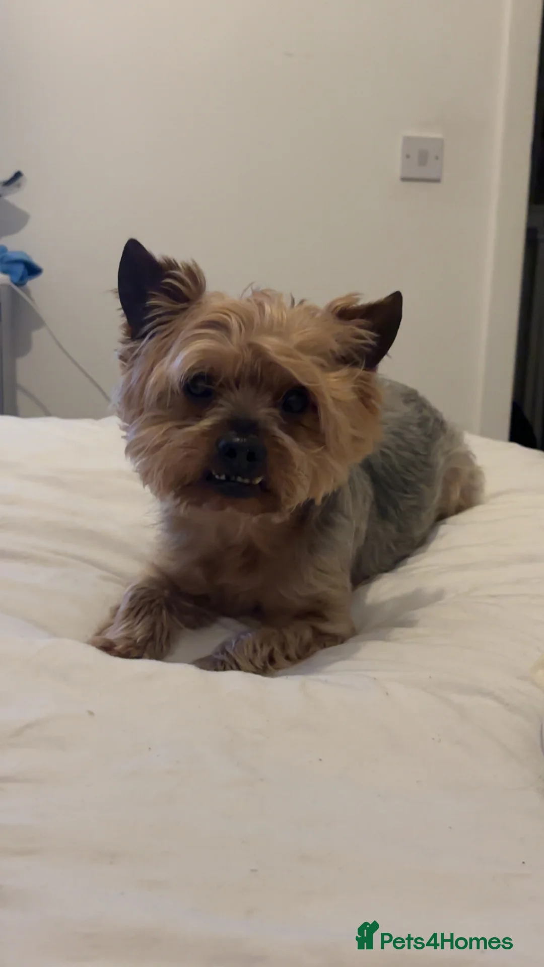 Yorkshire Terrier dogs for stud: Gorgeous Yorkshire terrier stud in Irvine - Advert 2
