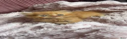 Persian cats for sale: Pure bred Persian kittens  - Advert 6