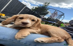 Cocker Spaniel dogs for stud: FTAW fully health tested working cocker stud in Leven - Image 23