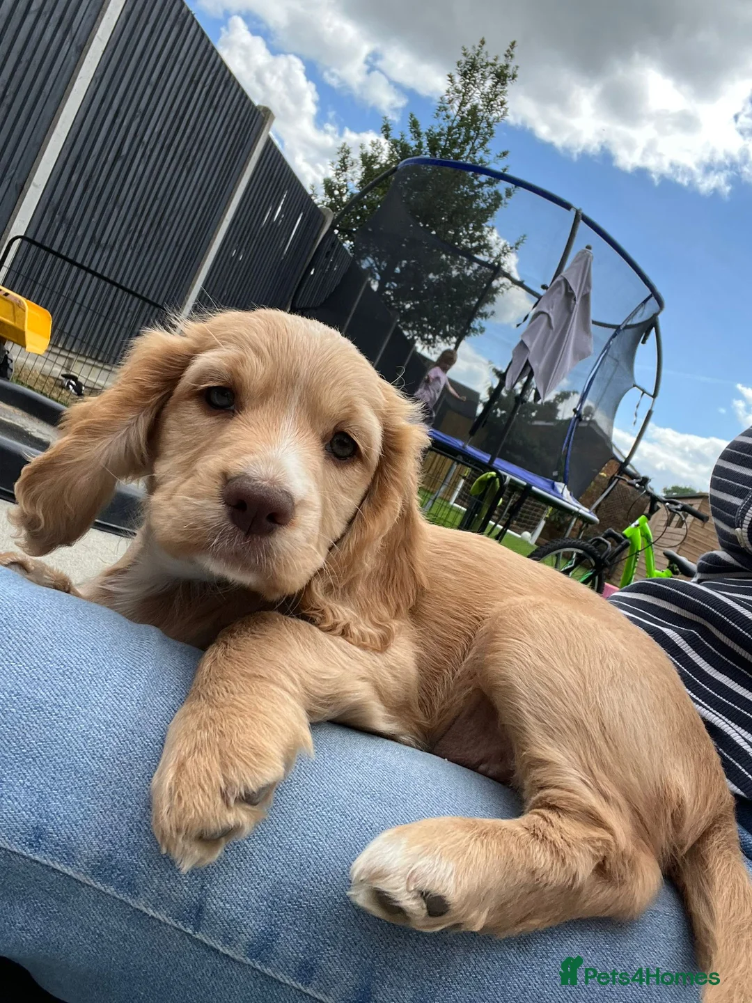 Cocker Spaniel dogs for stud: FTAW fully health tested working cocker stud in Leven - Advert 22