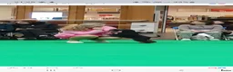 Miniature Schnauzer dogs for sale: Beautiful KC registered boy  - Advert 4