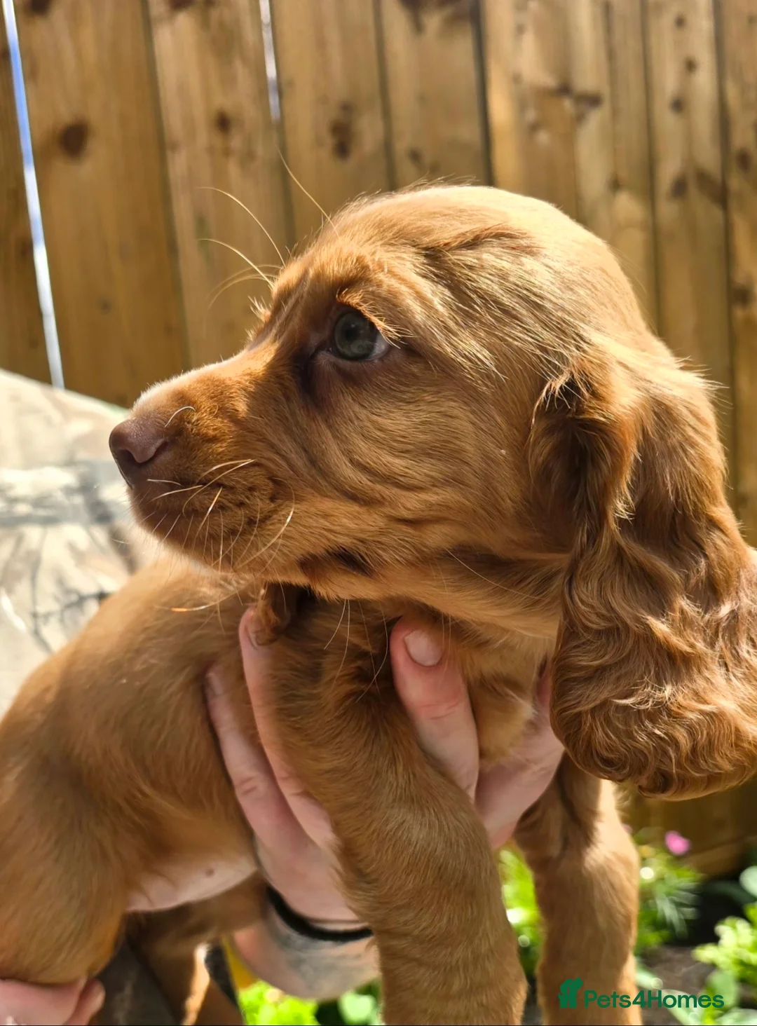 Cocker Spaniel dogs for sale: KC REGISTERED FOX RED WORKING COCKER SPANIELS - Advert 9