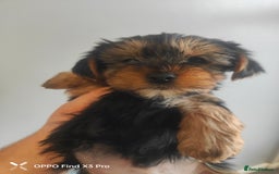 Yorkshire Terrier dogs for sale: Yorkshire terrier puppies  - Advert 5