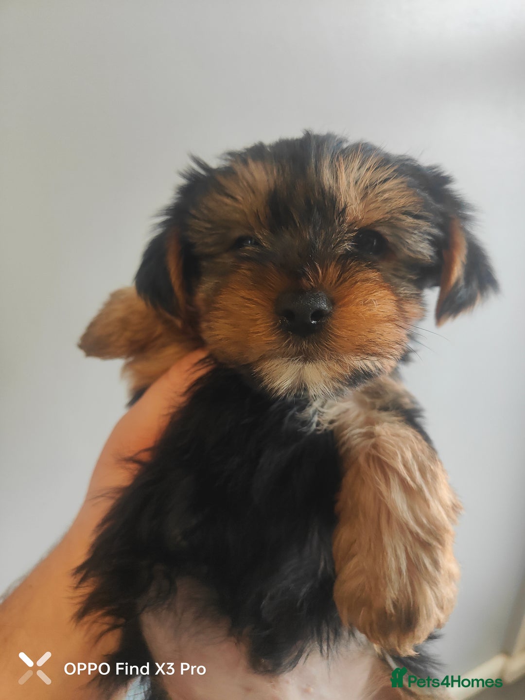 Yorkshire Terrier dogs for sale: Yorkshire terrier puppies  - Advert 5