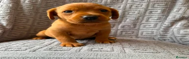 Labrador Retriever 7