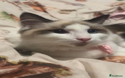 Ragdoll cats for sale: Skye!  - Image 2