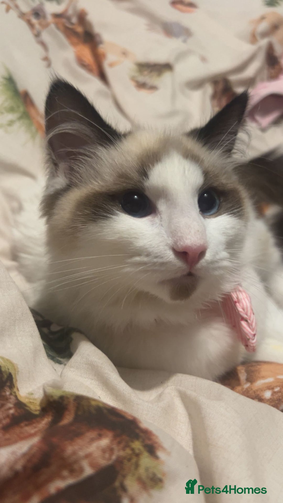 Ragdoll cats for sale: Skye!  - Image 2